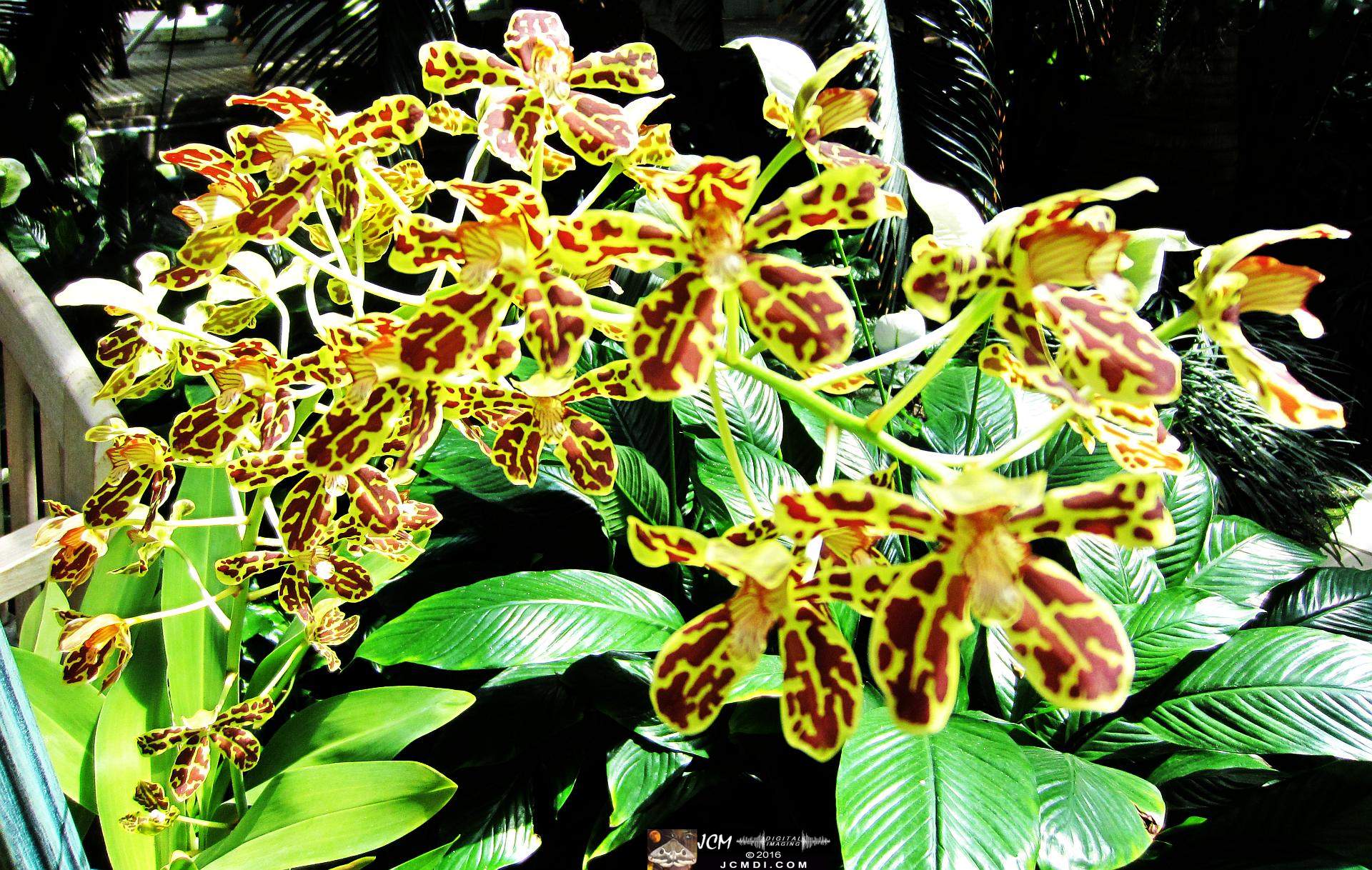 Como Zoo conservatory, MN flowers close up